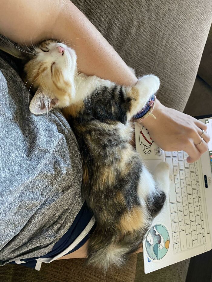 My Newly Adopted Kitten Loves Snuggling 