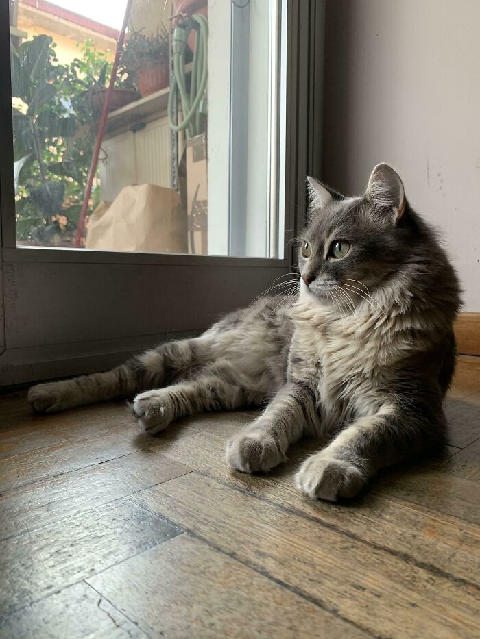 Adopted This Wild Boy Because His Former Family Didn’t Want Him Anymore. A 1,5 Years Of Fluffiness That Made My First Time Having A Cat Just Magical