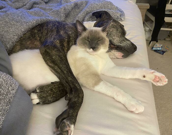 My Rescue Kitten Has Bonded With My Dog And It Makes My Heart Melt