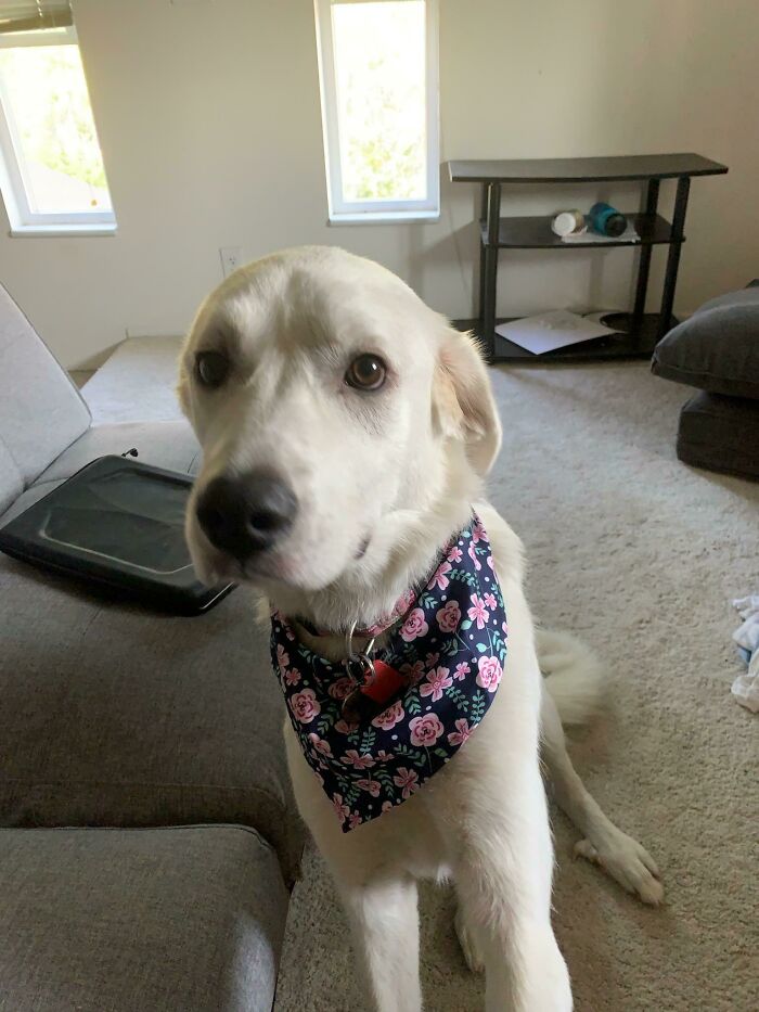 What A Princess! My Rescue Puppy Looking Dapper In Her New Bandana. Love Of My Life