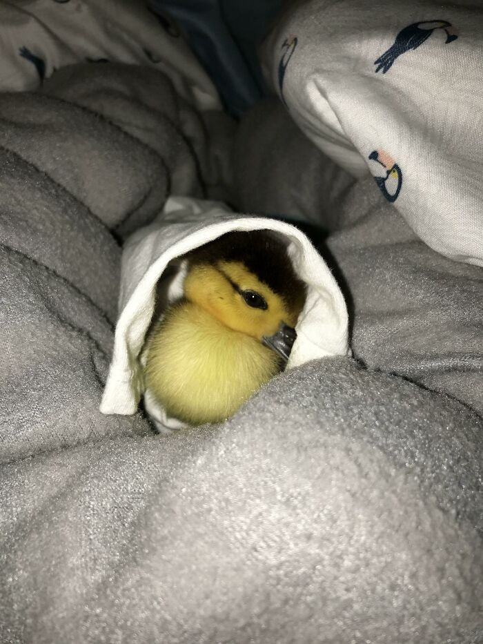 Rescued This Baby Duck Tonight. Meet Davey