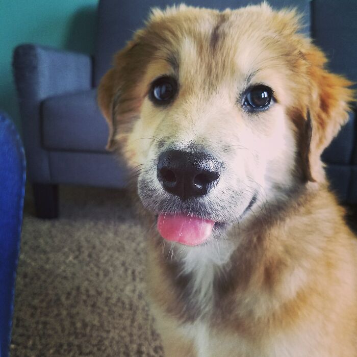 This My New Rescue Pup Denver. Even At Only 3 Months Old, She Knows She's Already Perfected The Blep