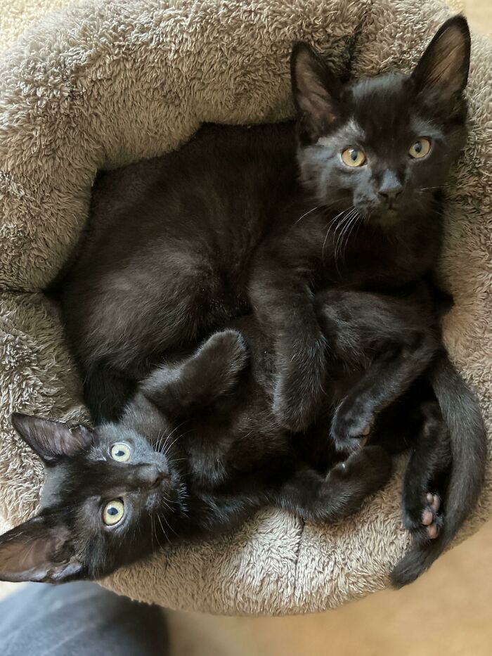 Lo único mejor que adoptar un gatito negro es adoptar dos gatitos negros