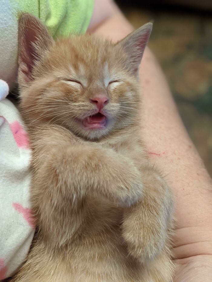 Aaron Purr Was An Orphan We Took In To Bottle Feed And Care For Until He Could Be Adopted. And Now We Are Keeping Him Forever. He's Six Weeks Old And We Love Him. How Could We Not, Right? 