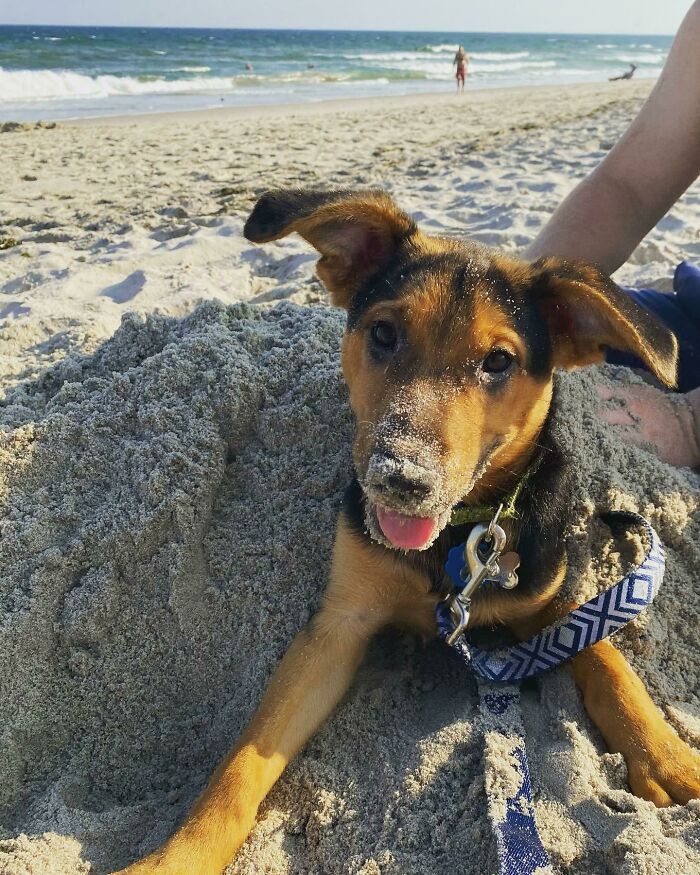 World Meet Miles, My Beautiful Mutt That Was Saved By A Wonderful Shelter. This Is His First Day At The Beach!