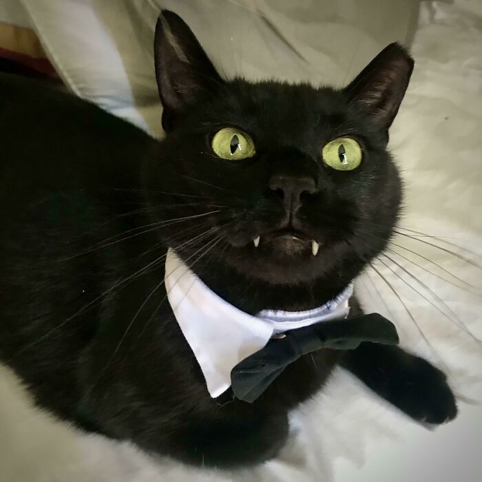 I Just Adopted This Perpetually Snaggletoothed Void. Meet Mr. Claudius Maximus Depussy
