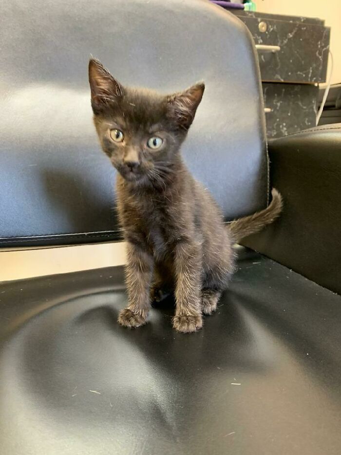 Adopting This Little Man Tomorrow. Anyone Have Any Name Suggestions?