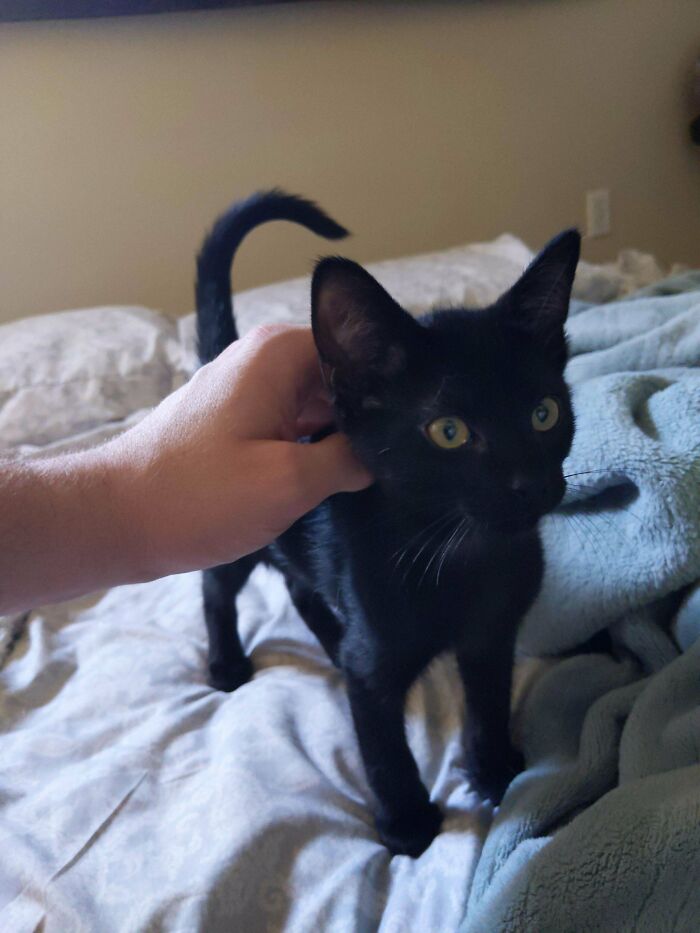 We Just Adopted This Baby Boy, Need A Name For Him. GF Likes Crow, Raven, Or Some Others, Thoughts Or Other Suggestions?
