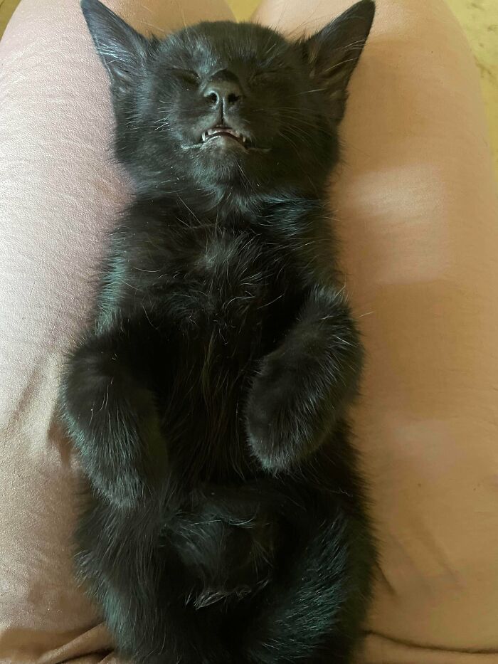 I’m Adopting This Sweet Teefie Angel Today. What Should I Call Him? 
