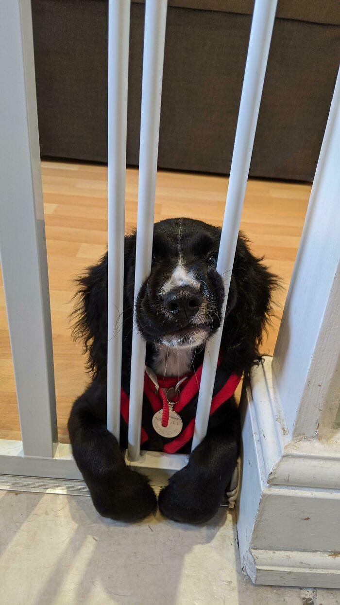 In Jail For Derping Without A License