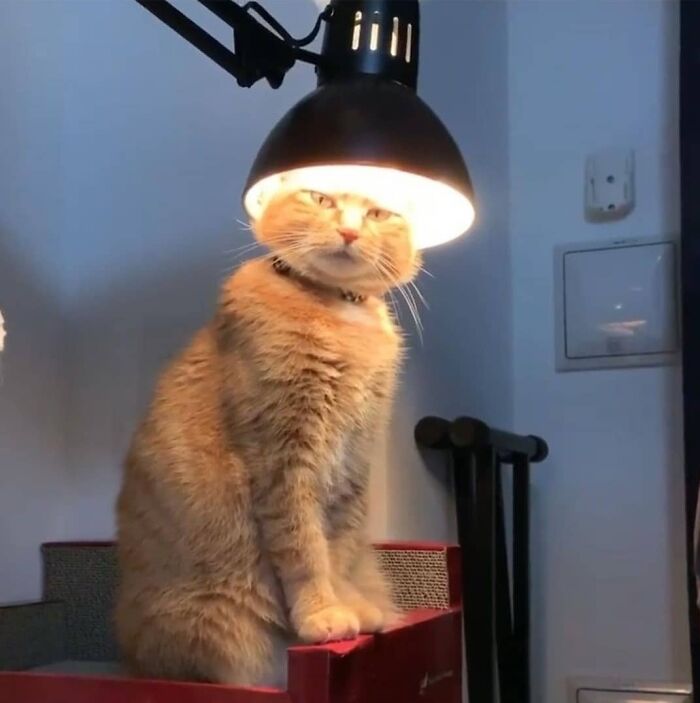 Enlightened Cat