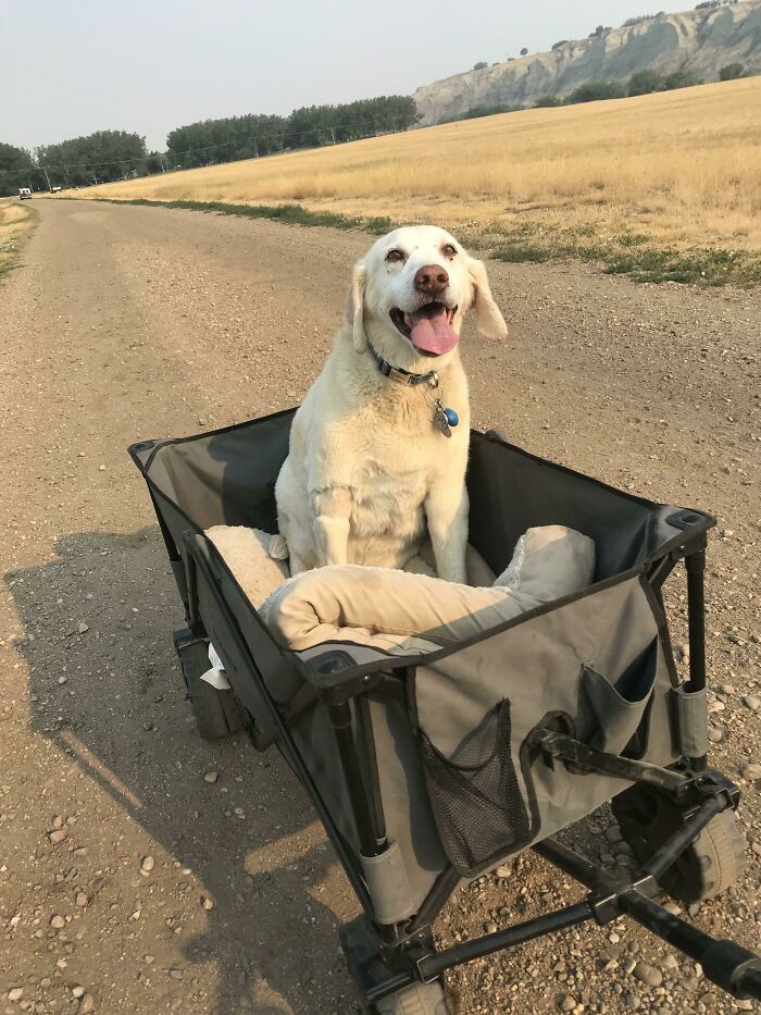 Jax Is 13 Years Young, He Can’t Walk Very Far Nowadays But Would Be Heartbroken If We Didn’t Take Him For A Walk. So We Pull Him In His Wagon
