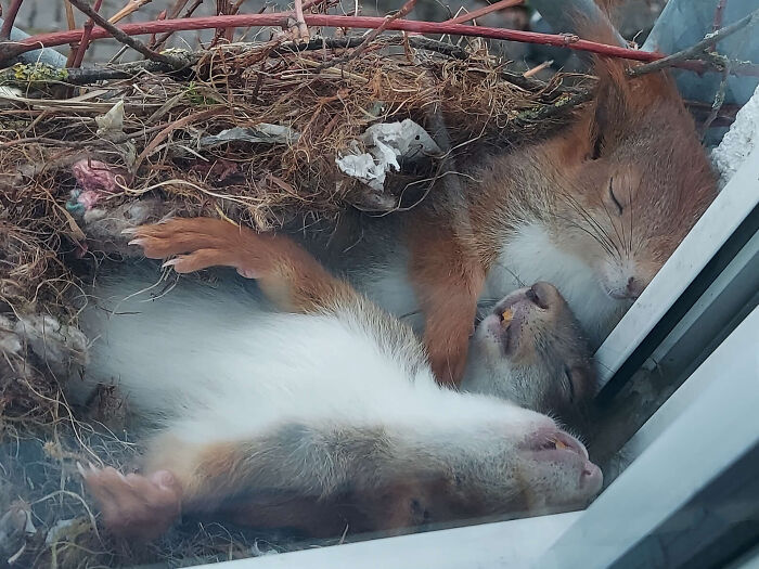 Guy Spots The Most Adorable Little Squirrels Napping Just Outside His Window