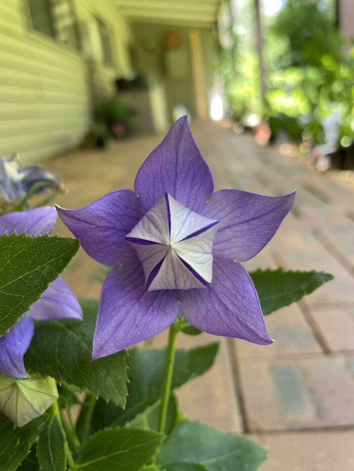 Anyone Else In Love With This Flower Or Is It Just Me?