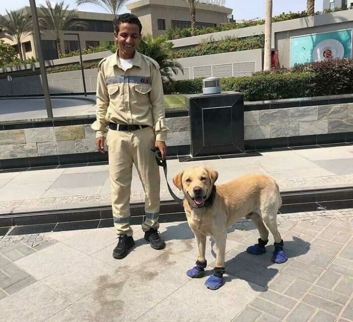 A Security Man In Egypt Decided To Cover The Dog's Paws To Protect Him From The Hot Pavement