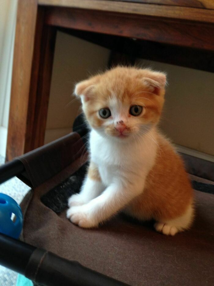 My Male Scottish Fold, Carrot, When I First Got Him. He Is Now A Fully Grown Feline And Is More Ginger Than White Now And One Of His Ears Is Already Fully Up While The Other Ear Is Still Folded Back