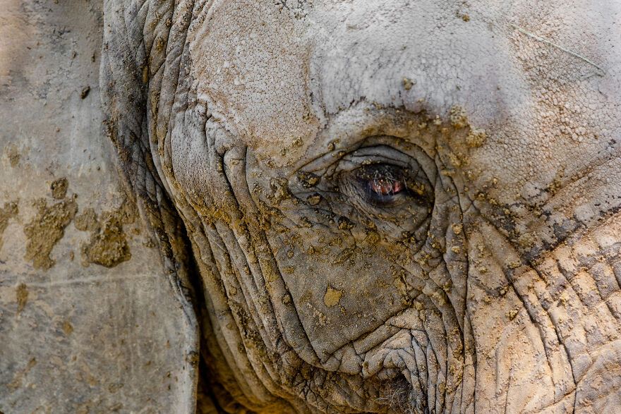 I Took Pictures Of Elephants At +40 Degrees