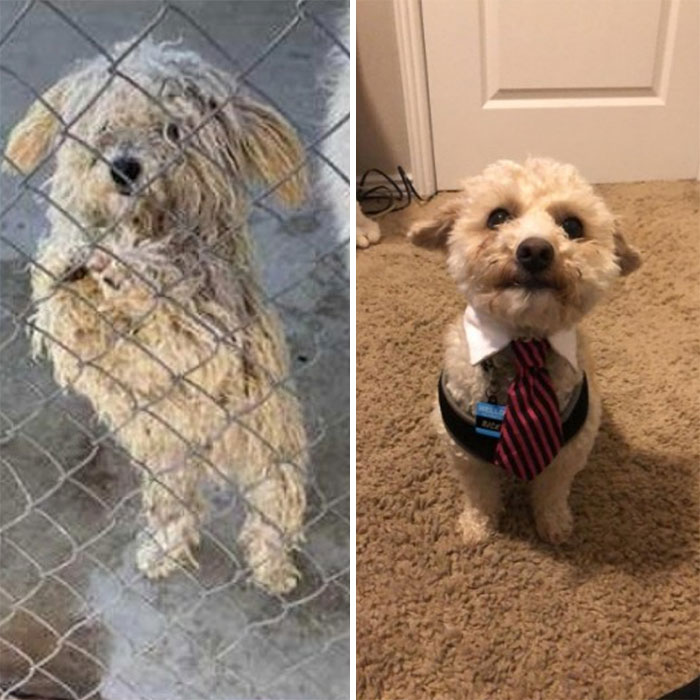 El perro de mi hermano, Ricky, antes y después de la adopción