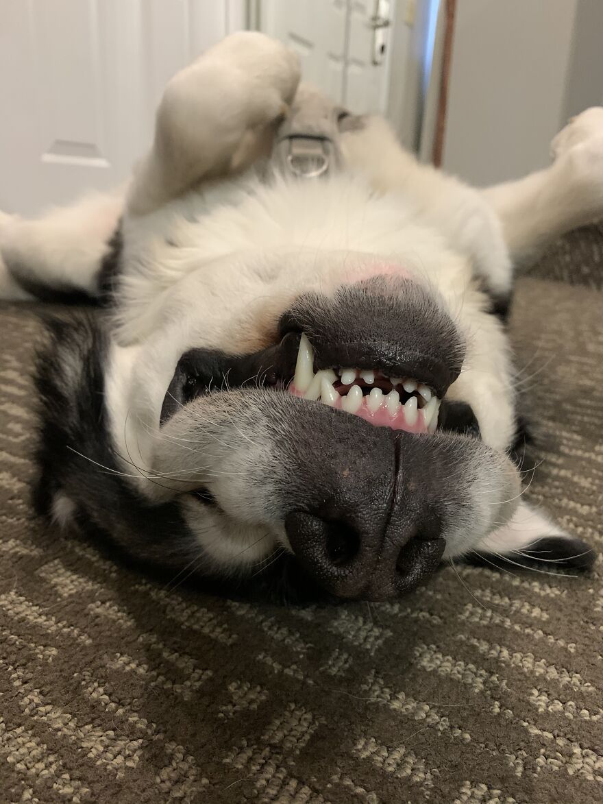 So Happy After A Belly Rub