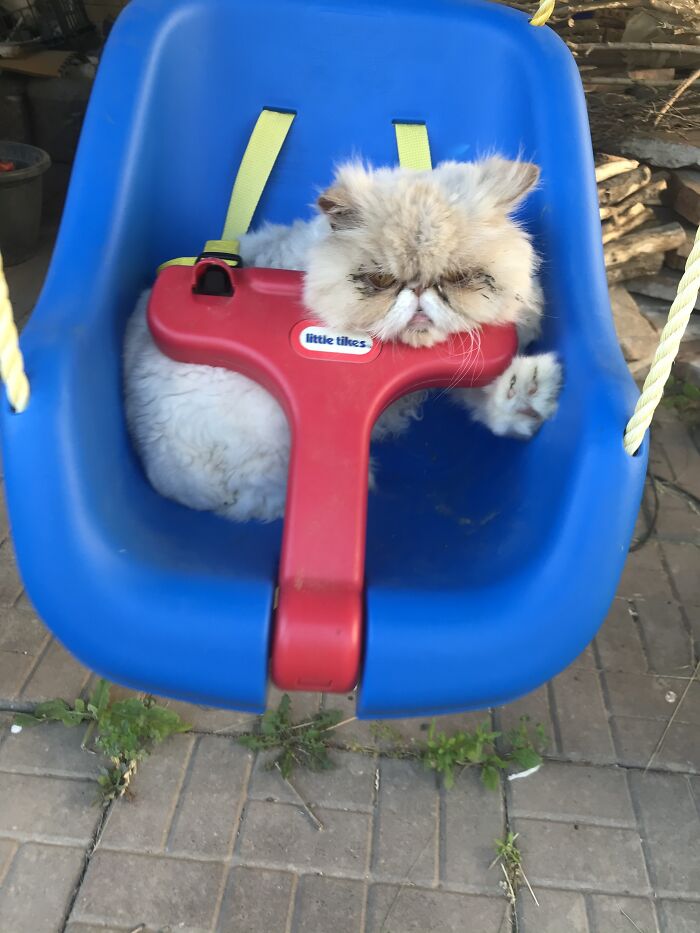 My Cat. She Is Grumpy And Cute. This Is My Old Baby Swing!