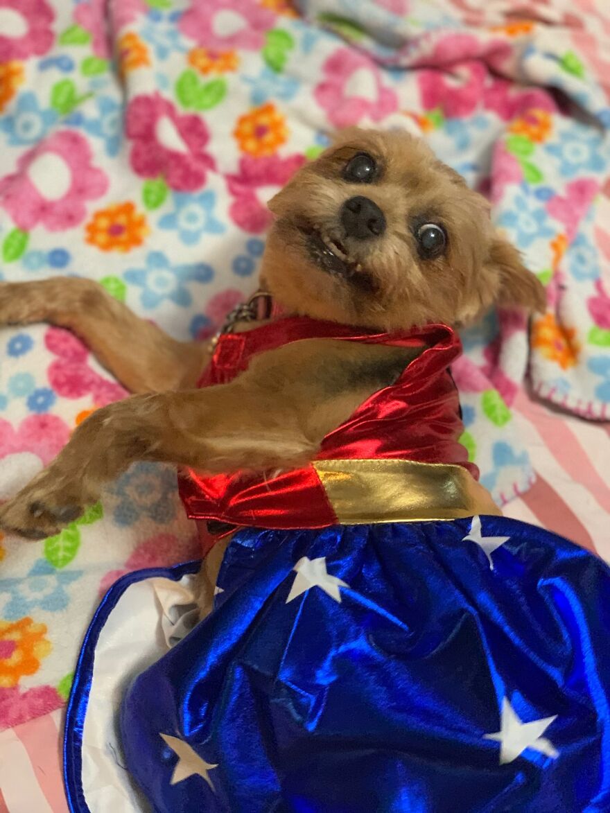 This Is Ginger, She Thinks She’s Wonder Woman. I Don’t Disagree.