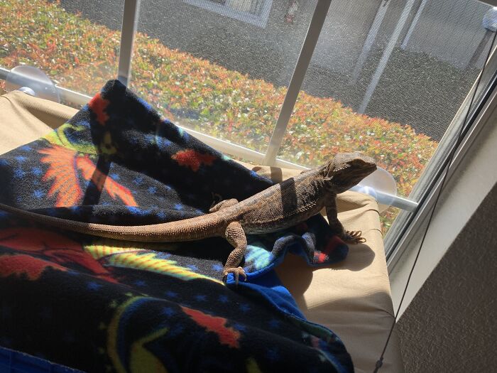 Urbosa, Rescued In May. Approx 7 Years Old. Leatherback. Loving Her Window Hammock. She Is Spoiled By My Husband And I.