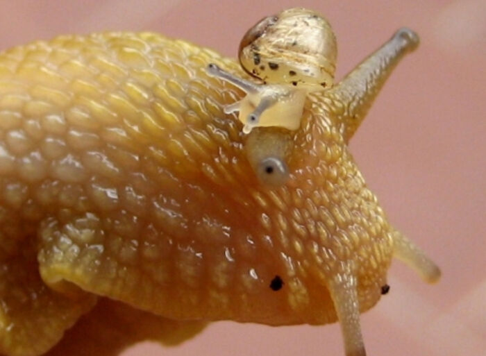 Here My Friends, Is A Screenshot Of A Derpy Snail.