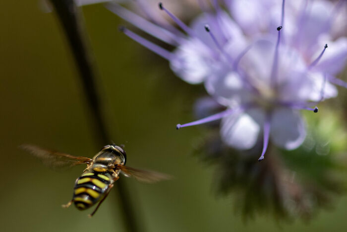 Hover Fly Flying