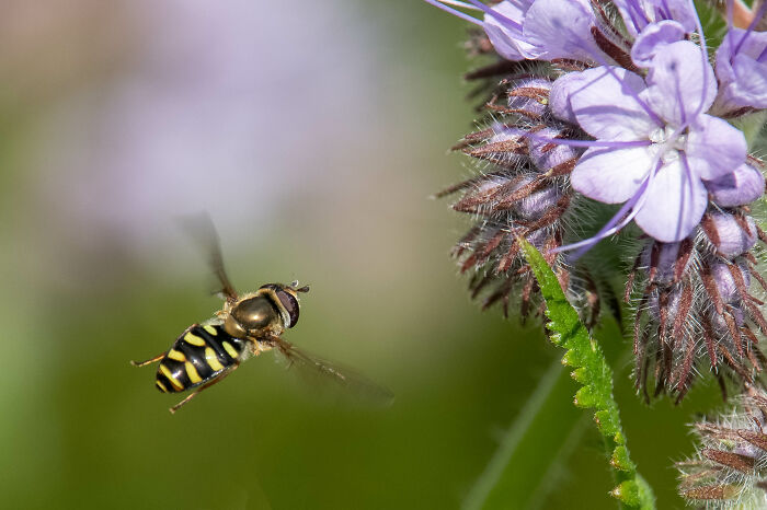 Hoverfly Flying