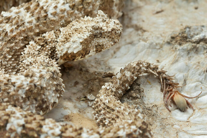 Spider-Tailed Horned Viper