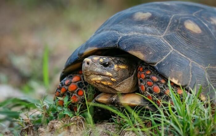 Red Footed Tortoise