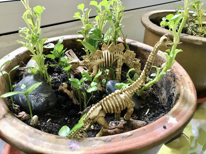 Plastic Dinosaur Skeletons Purchased For Myr1 (Less Than USD0.25) Apiece At A Charity Yard Sale. I Put Them In With My Spinach And Lime Plants And They Seem To Enjoy Their New Life Here