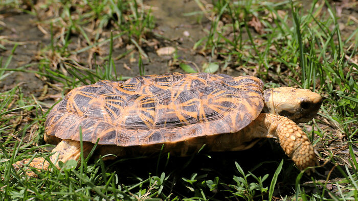 Pancake Tortoise