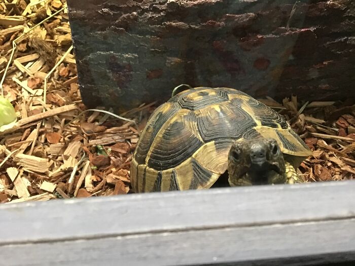Here Is Our Tortoise