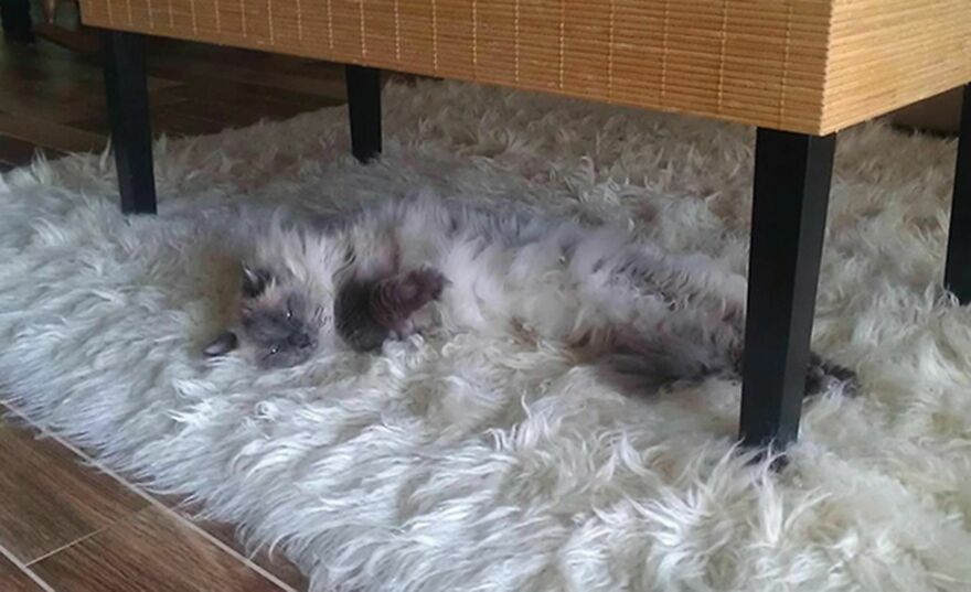 Cats Are Big Masters Of Camouflage, And Her Are Some Of The Best Ones