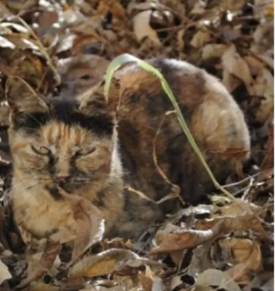 Cats Are Big Masters Of Camouflage, And Her Are Some Of The Best Ones