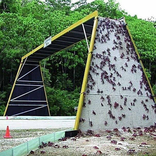 crab bridge crab bridge crab bridge