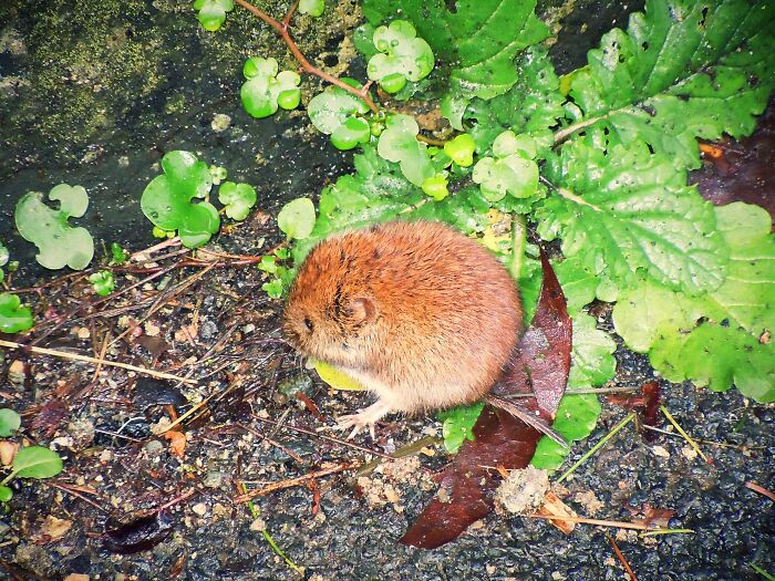 This Tiny Round Orange Mouse, Not Sure What Kind But The Cutest Lil Round Blob! 😍