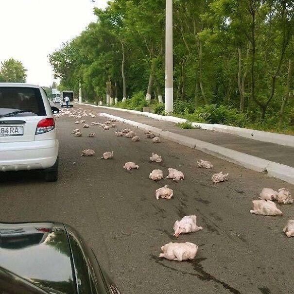 Why did the chicken cross the road? Why did the chicken cross the road?