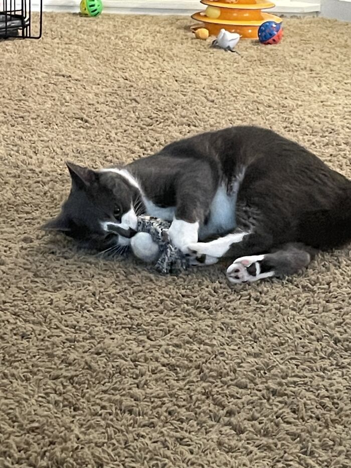 Grandma’s Cat Going Crazy Over A New Toy And Then Promptly Passing Out. Turned Out There’s Catnip In It