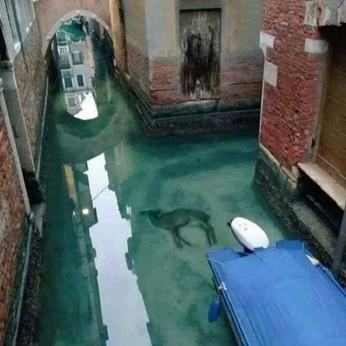 The dolphins have returned to Venice 🥺 The dolphins have returned to Venice 🥺
