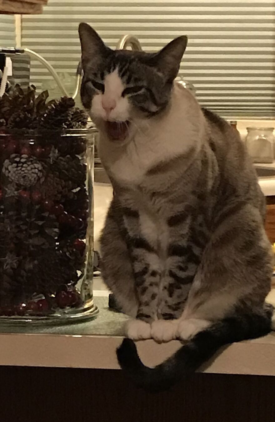 Mid Yawn Or Mid Yell?