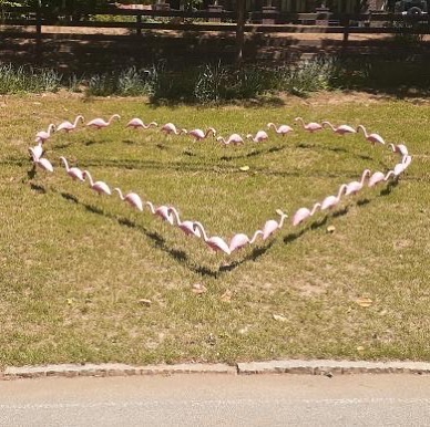 You Have Been Visited By Flamingo Heart Flock, This Lifts Your Mood 