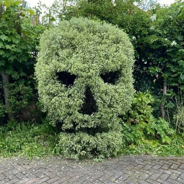 Morbid Hedge 