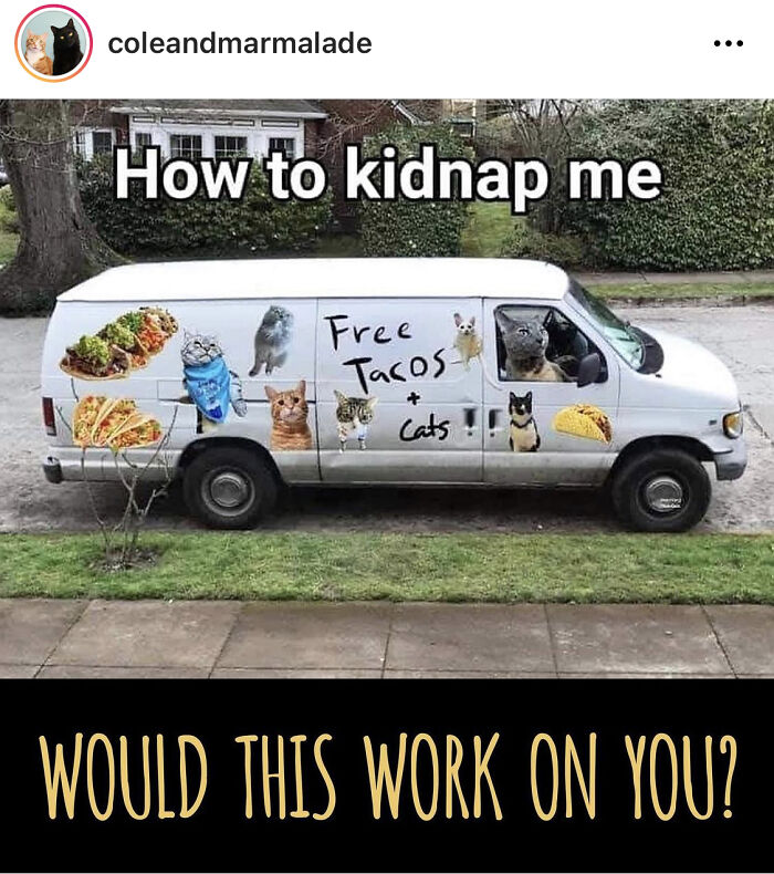 🌮🌮🐈🐈‍⬛ This Probably Would Work On Me.