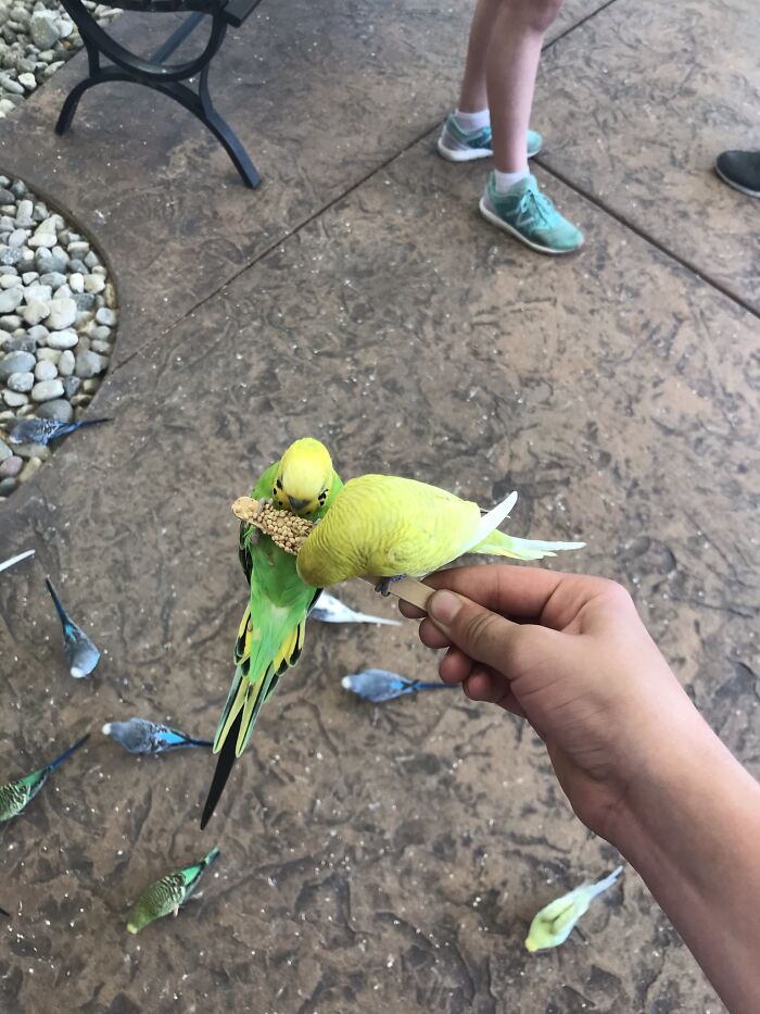 Went To The Zoo And Got To Feed Some Birds.