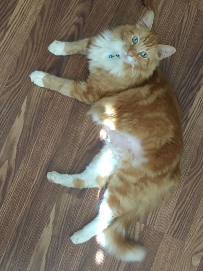 This Is Ginger. In My Life Since The 2019. He Is A Senior Of 11 Years Old. I Did Not Found Him…he Has Found Me .blessed I Am That I Have Been Chosen!