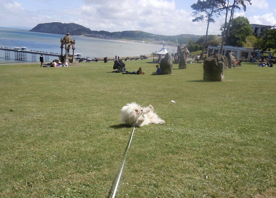 My Dog Rolling Down A Hill In The Park Going ‘Wheeeeeeeeee!’