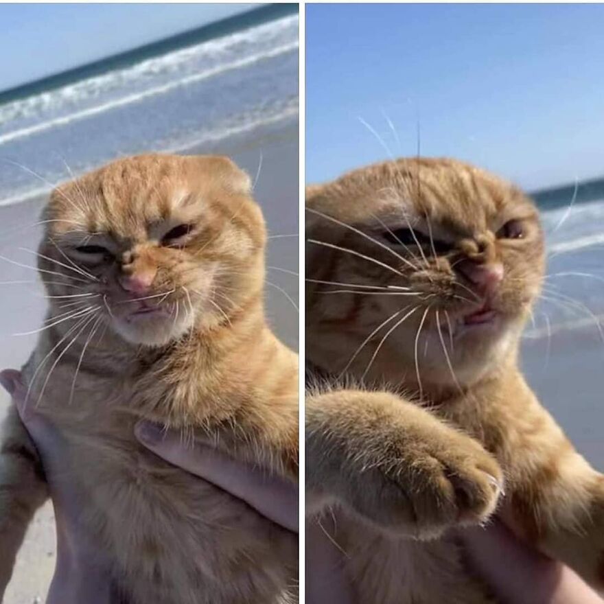 he no like the beach