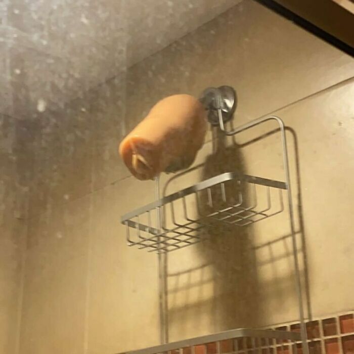 shower time shower time